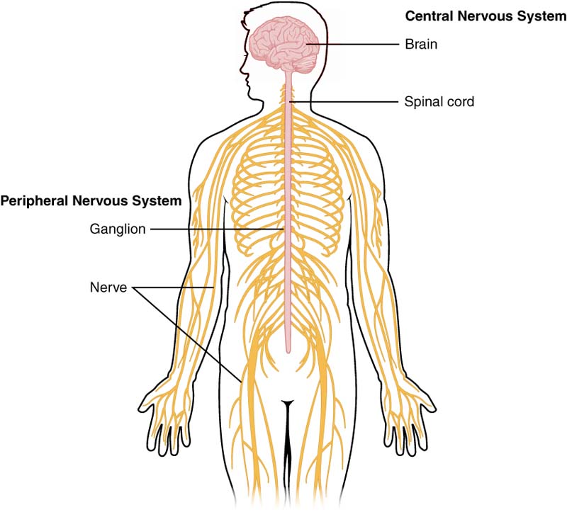Schematic image showing the locations of a few tracts of the spinal cord.