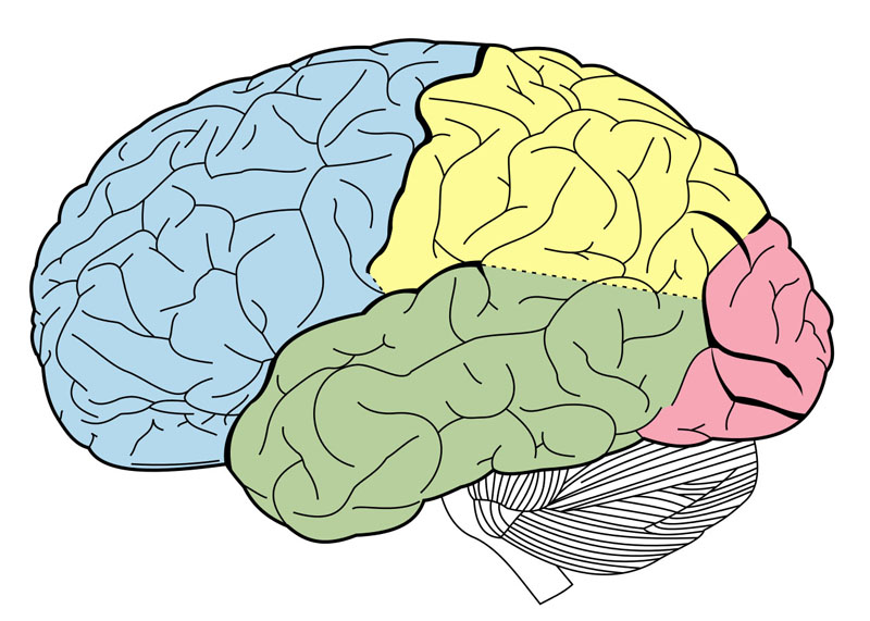 Surface of the cerebrum