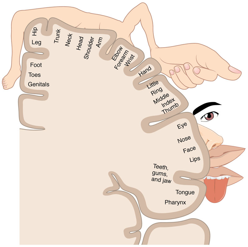 Topography of human motor cortex