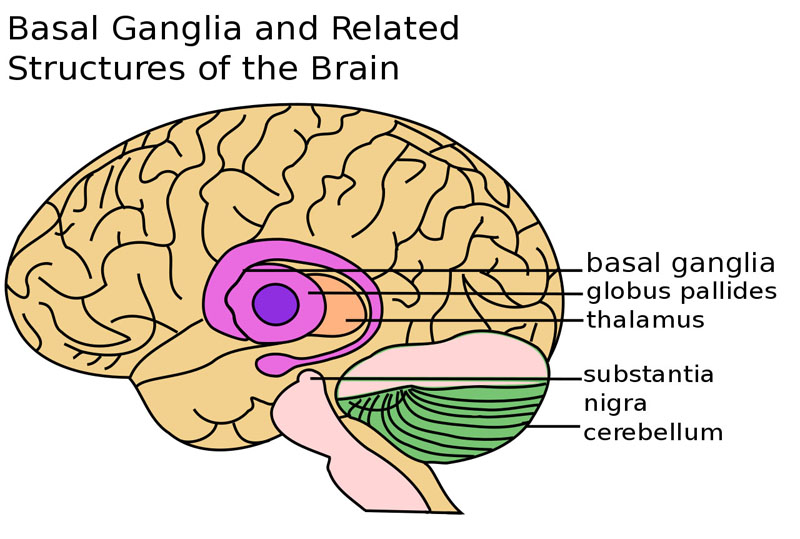 thalamus marked (MRI cross-section)