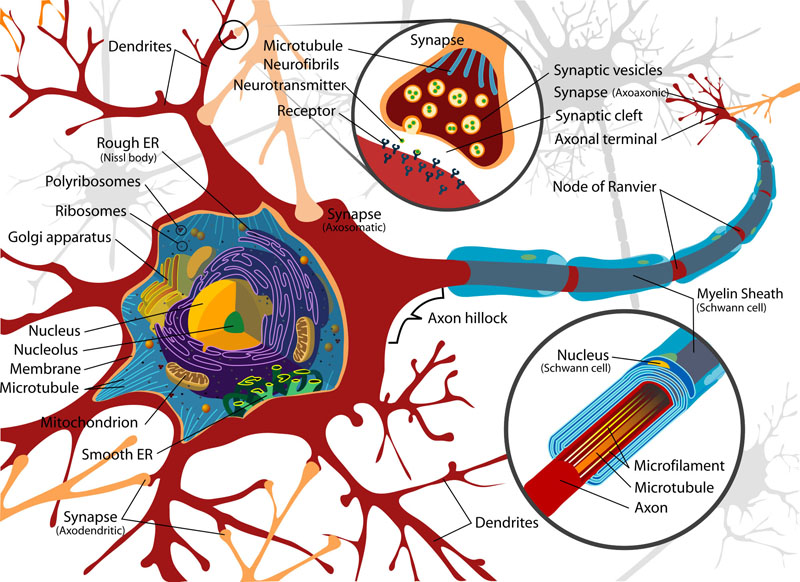 Diagram of a typical myelinated vertebrate motor neuron