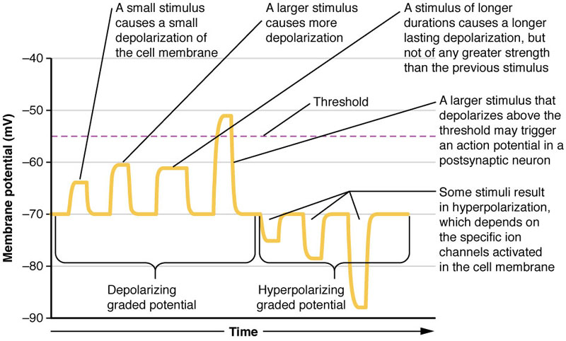 A. Schematic of an electrophysiological recording of an action potential showing the various phases which occur as the wave passes a point on a cell membrane. B. An actual action potential (blue trace) recorded from a mouse hippocampal pyramidal neuron. In this case, the action potential was stimulated by a prolonged pulse of current (brown trace; approx. 2 micro Amps)passed into the cell through the recording electrode. This method of stimulation distorts the AP compared to the schematic, in that the 