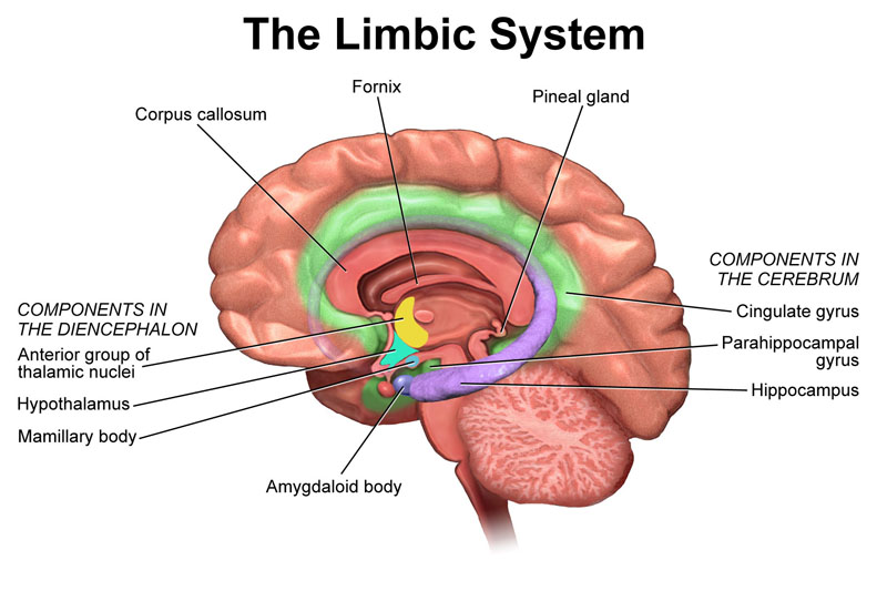 The figure shows the underside (ventral view) of a semi-transparent human brain, with the front of the brain at the top. The red blobs show the approximate location of the en:amygdala in the en:temporal lobes of the human brain. Note: the amygdala is covered by the ventral temporal cortex 