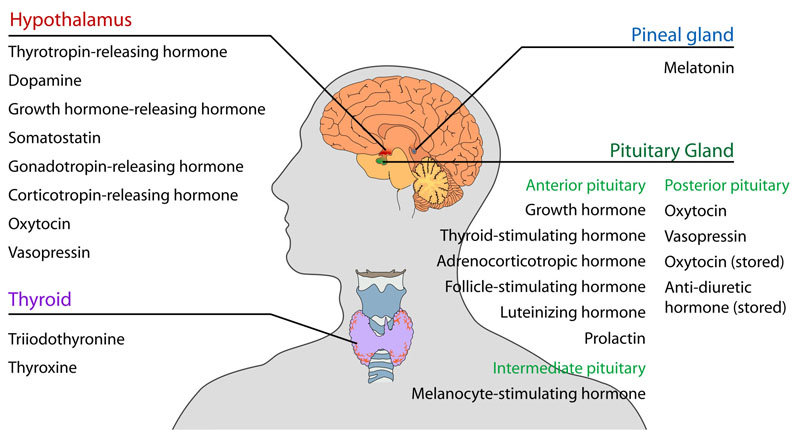 Brain Hormones  Endocrine Society