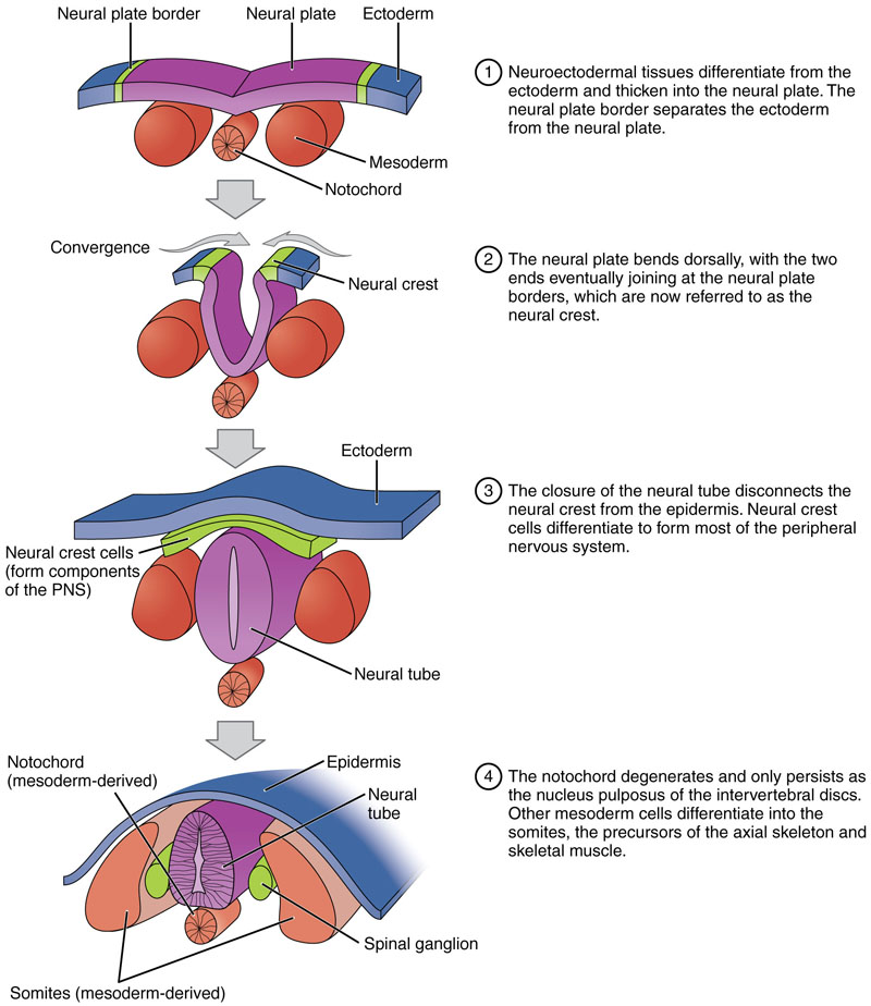 Neural crest formation during neurulation.
