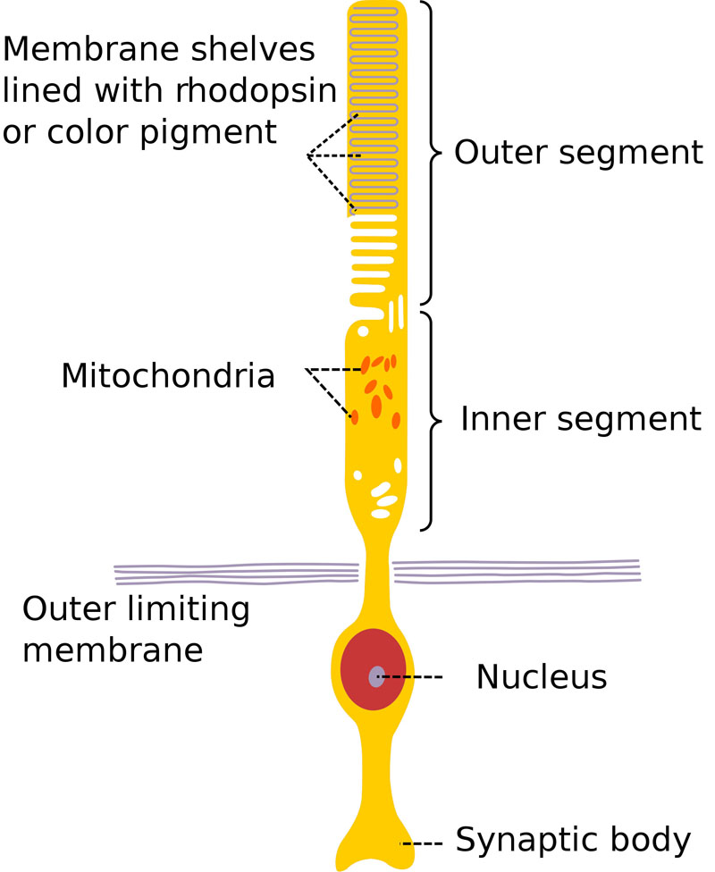 Simplified human cone response curves.