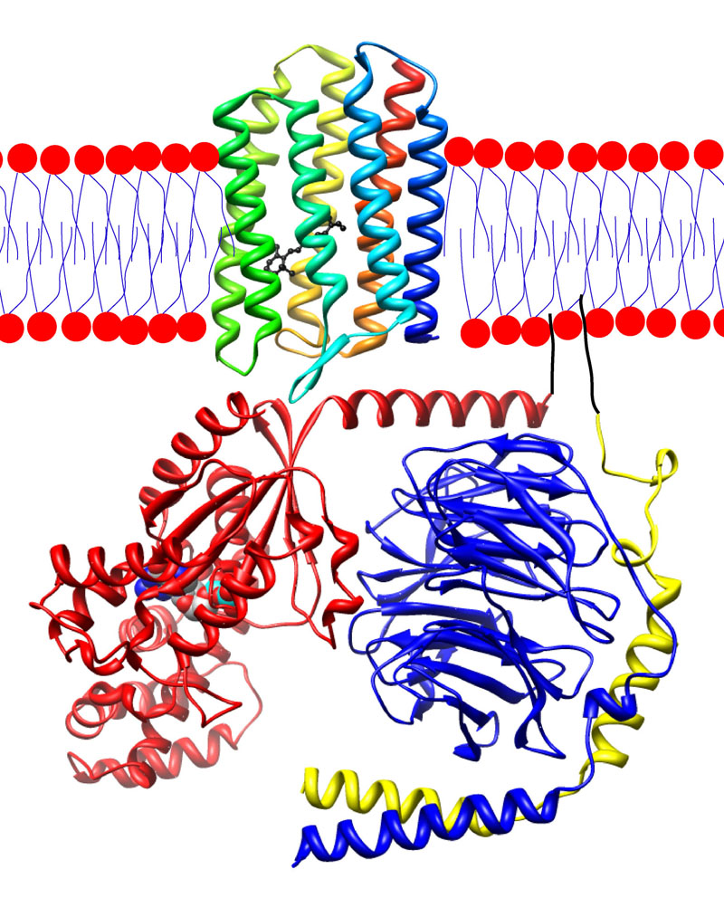 Type 2 rhodopsin (rainbow colored) embedded in a lipid bilayer (heads red and tails blue) with transducin below it. Gt? is colored red, Gt? blue, and Gt? yellow. There is a bound GDP molecule in the Gt?-subunit and a bound retinal (black) in the rhodopsin. The N-terminus terminus of rhodopsin is red and the C-terminus blue. Anchoring of transducin to the membrane has been drawn in black.