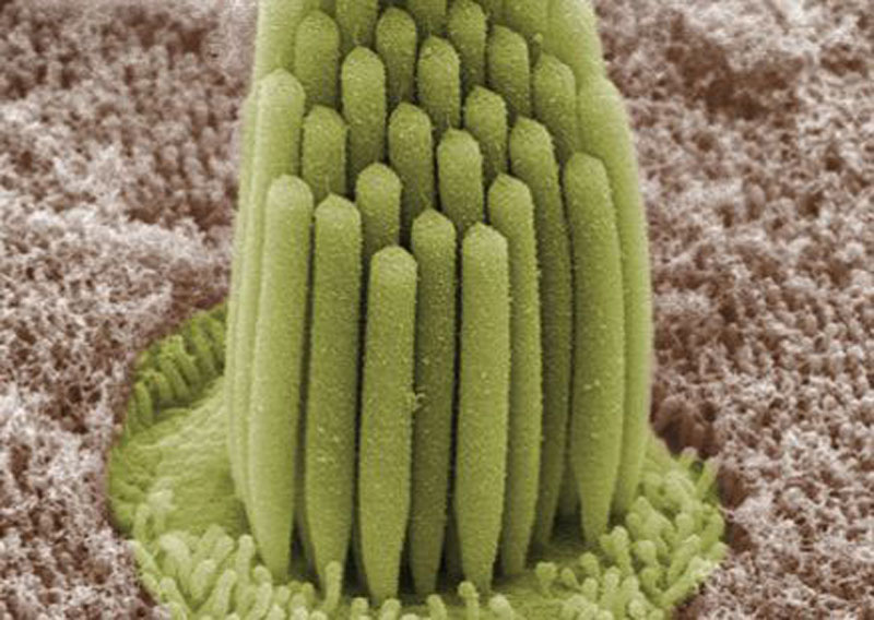 illustration of otolith organs showing detail of utricle, ococonia, endolymph, cupula, macula, hair cell filaments, and saccular nerve