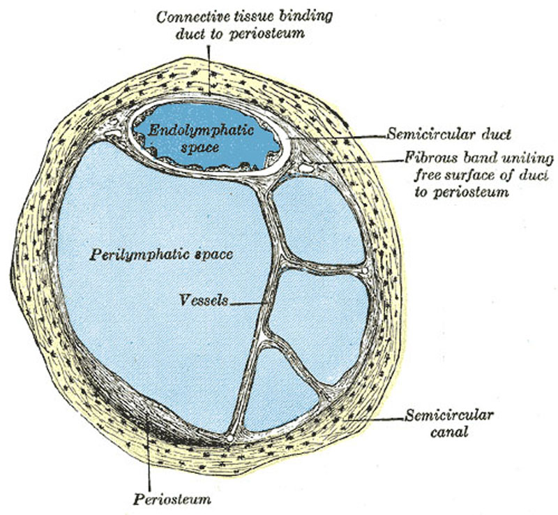 Cross-section of semi-circular canal and duct showing perilymphatic space