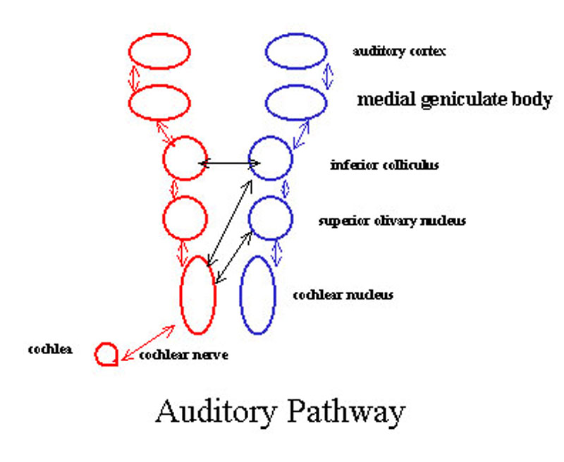 Scheme showing the course of the fibers of the lemniscus; medial lemniscus in blue, lateral in red. (Superior olivary nucleus is labeled at center right.)