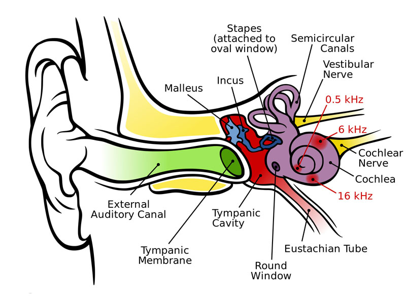 The human ear and frequency mapping in the cochlea. The three ossicles incus, malleus, and stapes transmit airborne vibration from the tympanic membrane to the oval window at the base of the cochlea. Because of the mechanical properties of the basilar membrane within the snail-shaped cochlea, high frequencies will produce a vibration peak near the oval window, whereas low frequencies will stimulate receptors near the apex of the cochlea (locations for three frequencies indicated schematically). Information from the cochlear receptor cells is transmitted to the cochlear nuclei via the 8th cranial nerve, and on through the midbrain to the cortex.