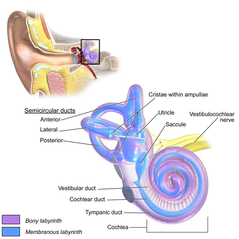 Illustration of otolith organs showing detail of utricle, otoconia, endolymph, cupula, macula, hair cell filaments, and saccular nerve