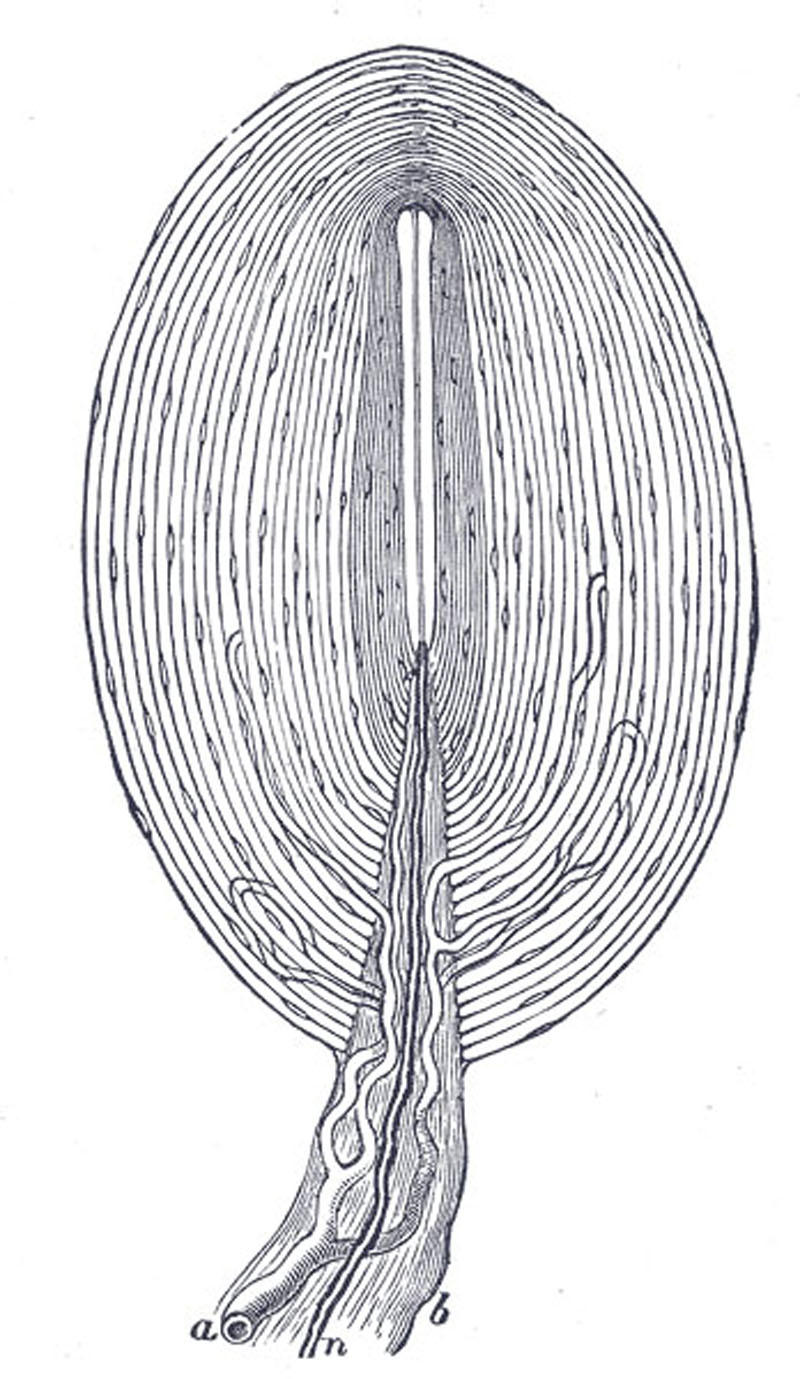 Different areas of the body have receptive fields of different sizes, giving some better resolution in two-point discrimination. The tongue and finger pads have very high resolution, while the back has very low. This is illustrated as the distance where the two points can be felt as separate (given in mm).