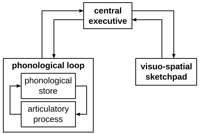 The working memory model