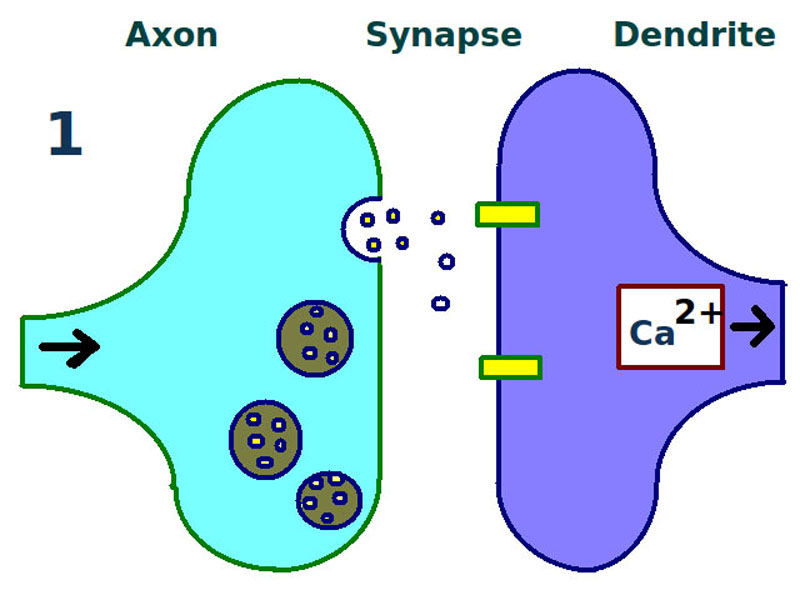 Long term potentiation: second stage. More receptors are found on the dendrite.