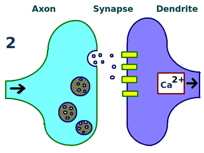 Long term potentiation: second stage. More receptors are found on the dendrite.