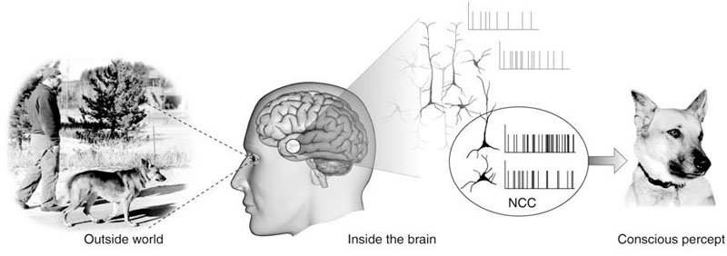 A major part of the scientific literature on consciousness consists of studies that examine the relationship between the experiences reported by subjects and the activity that simultaneously takes place in their brains, that is, studies of the neural correlates of consciousness.