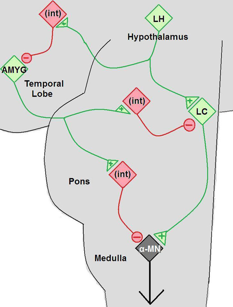 Solution phase NMR structure of orexin A based on the PDB coordinates 1R02. Created based on the 1R02 crystallographic coordinates and using PyMol.