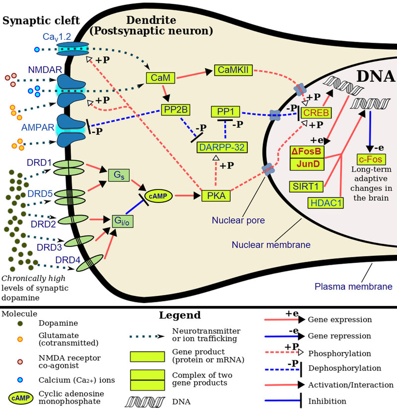 The dopaminergic mesolimbic pathway in the brain, running from the Ventral Tegmental Area to the Nucleus Accumbens.