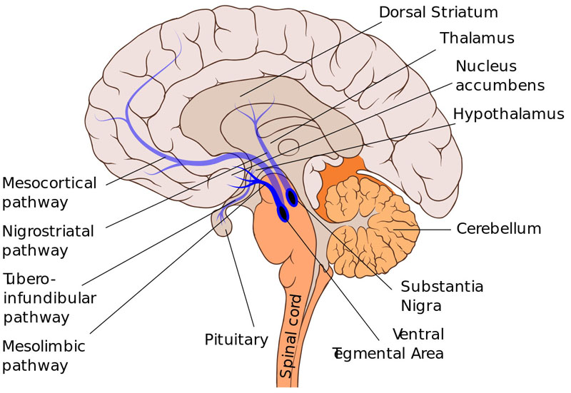 The dopaminergic mesolimbic pathway in the brain, running from the Ventral Tegmental Area to the Nucleus Accumbens.