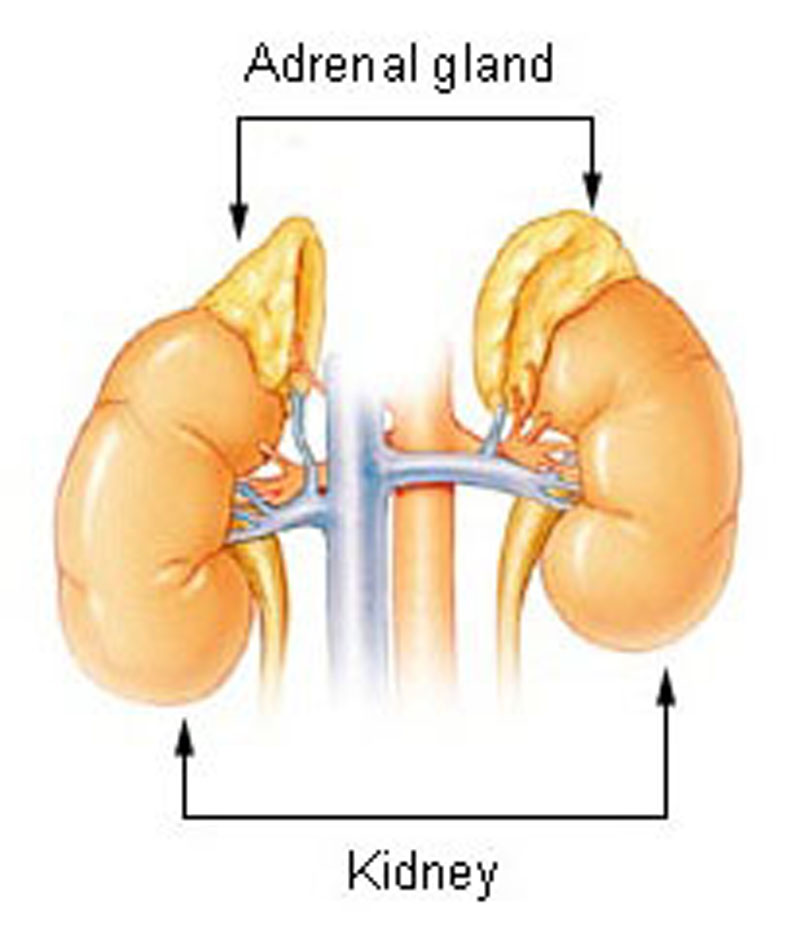 Basic hypothalamic-pituitary-adrenal axis summary (corticotropin-releasing hormone=CRH, adrenocorticotropic hormone=ACTH).