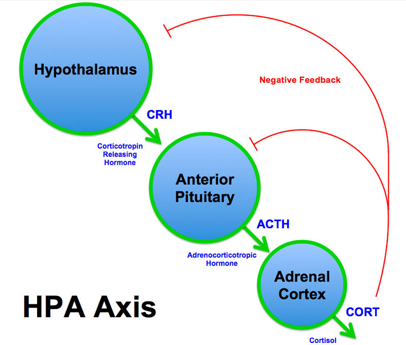 Basic hypothalamic-pituitary-adrenal axis summary (corticotropin-releasing hormone=CRH, adrenocorticotropic hormone=ACTH).