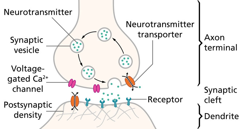 Diagram of a chemical synapse between two neurons. Most antidepressants influence the overall balance of three neurotransmitters: serotonin, norepinephrine, and dopamine. Some antidepressants act on neurotransmitter receptors.