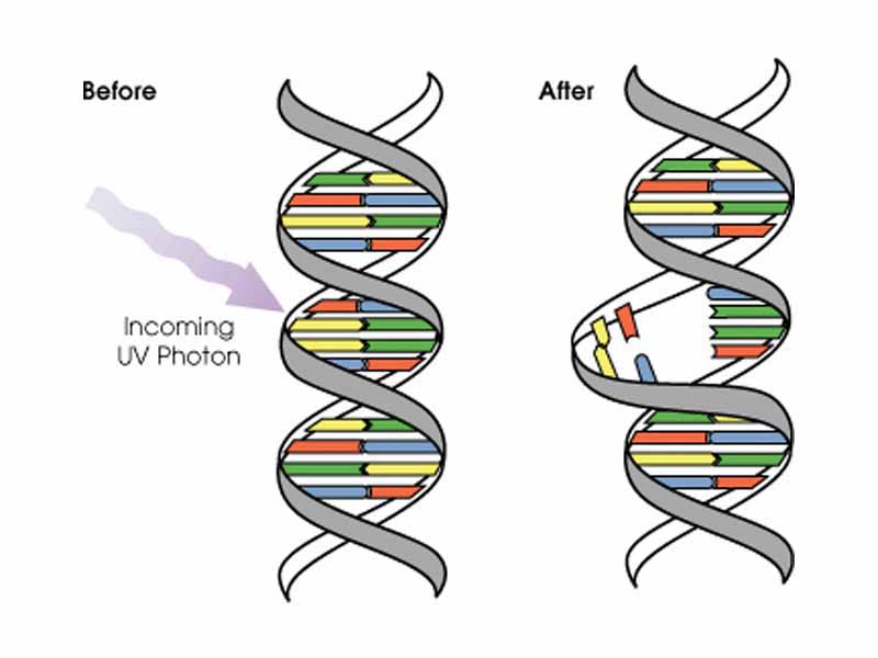 Ultraviolet photons harm the DNA molecules of living organisms in different ways. In one common damage event, adjacent Thymine bases bond with each other, instead of across the ladder. This makes a bulge, and the distorted DNA molecule does not function properly.