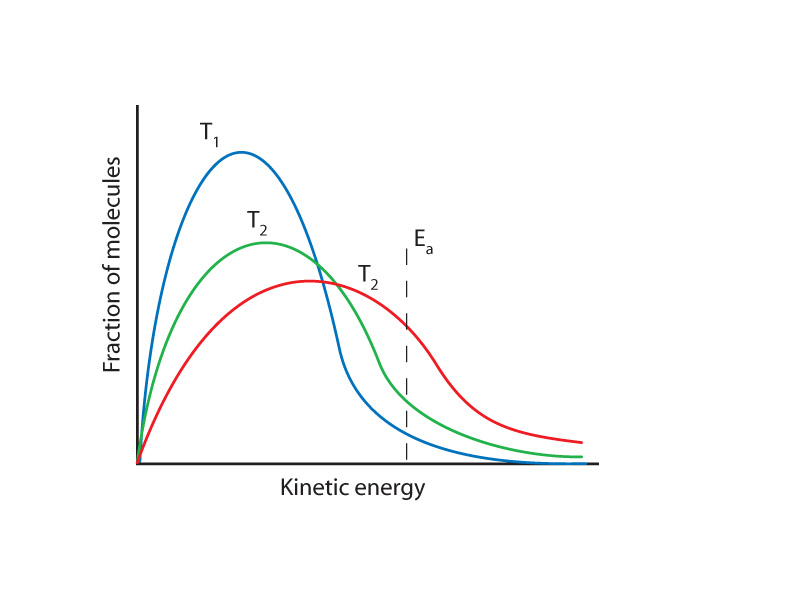 Molecular speed distributions at different temperatures.
