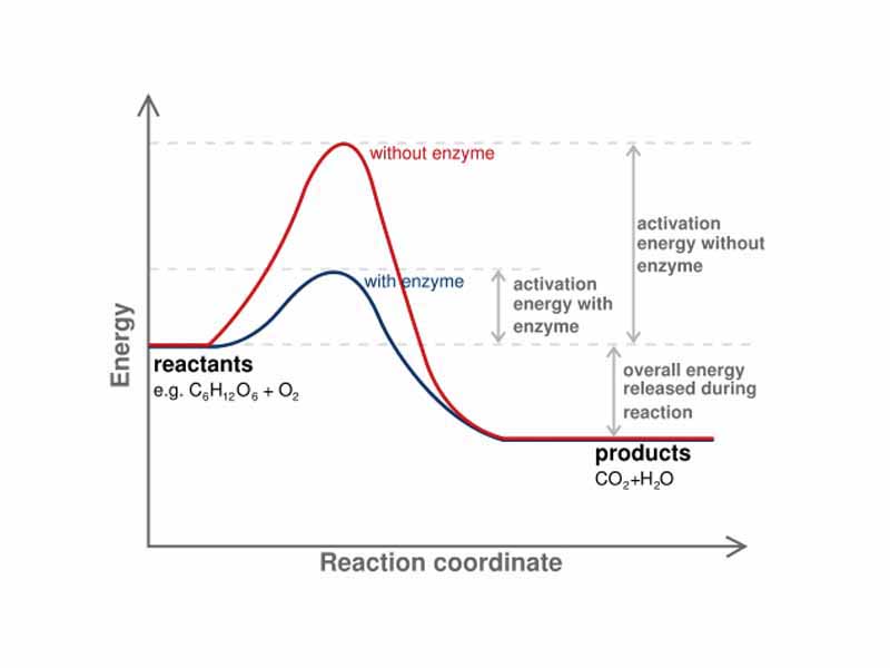 Diagram of a catalytic reaction, showing the energy niveau depending on the reaction coordinate. For a catalysed reaction, the activation energy is lower.