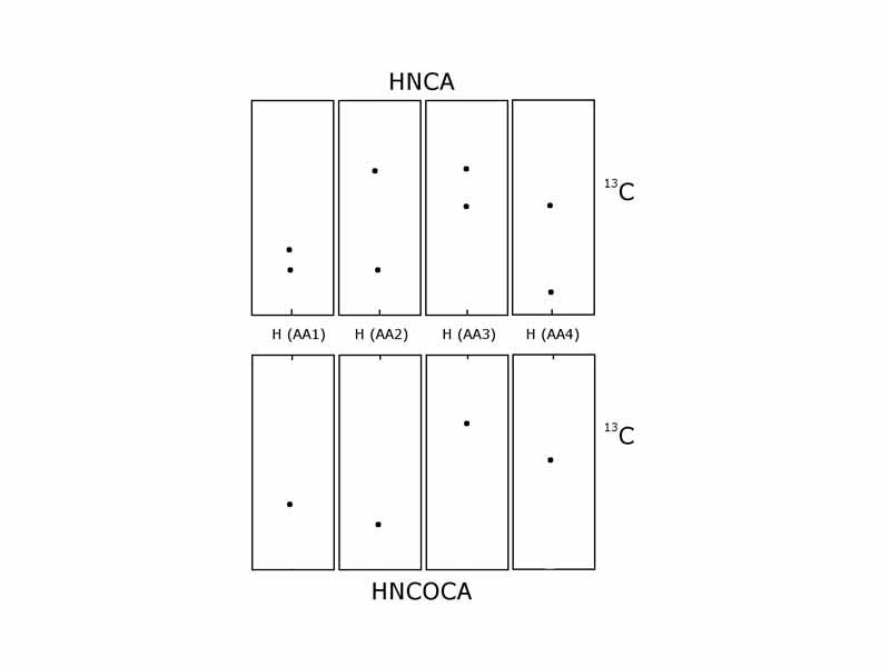 Schematic of an HNCA and HNCOCA for four sequential residues. The nitrogen-15 dimension is perpendicular to the screen. Each window is focused on the nitrogen chemical shift of that amino acid. The sequential assignment is made by matching the alpha carbon chemical shifts. In the HNCA each residue sees the alpha carbon of it self and the preceding residue. The HNCOCA only sees the alpha carbon of the preceding residue.