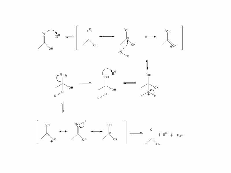 A generic mechanism for an acid Fischer esterificatio