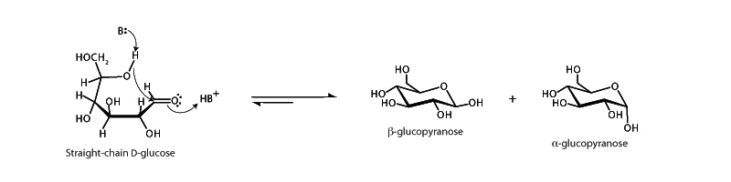 Glucose ring formation