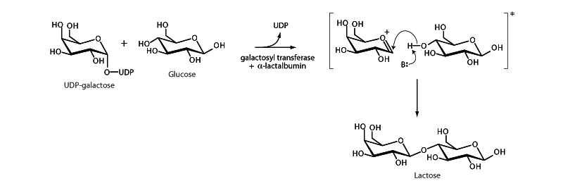 Glycosidic bond formation