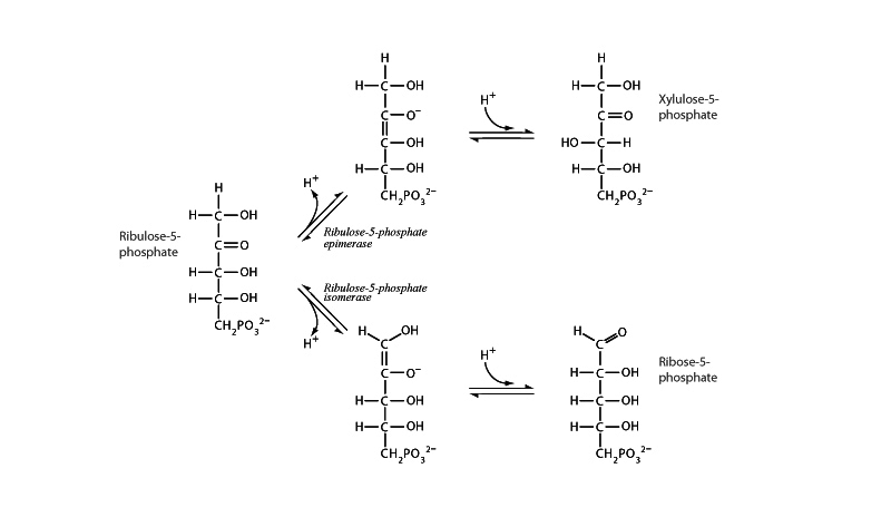 Ribulose-5-phosphate epimerase and isomerase
