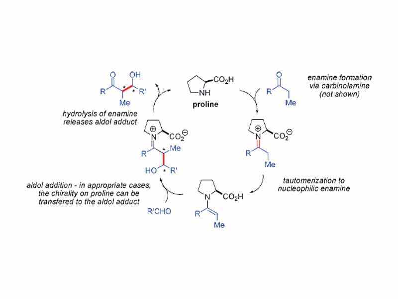 Proposed reaction mechanism for proline-catalyzed aldol reaction
