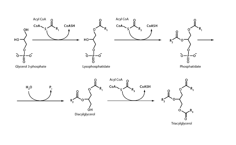 Triglyceride synthesis.
 