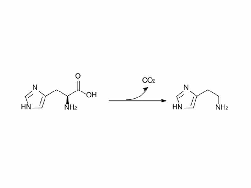 Decarboxylation of histidine by histidine decarboxylase