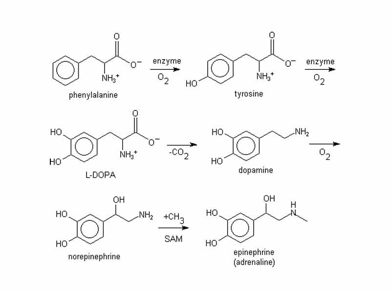 L-phenylalanine can also be converted into L-tyrosine, another one of the DNA-encoded amino acids. L-tyrosine in turn is converted into L-DOPA, which is further converted into dopamine, norepinephrine (noradrenaline), and epinephrine (adrenaline) (the latter three are known as the catecholamines).