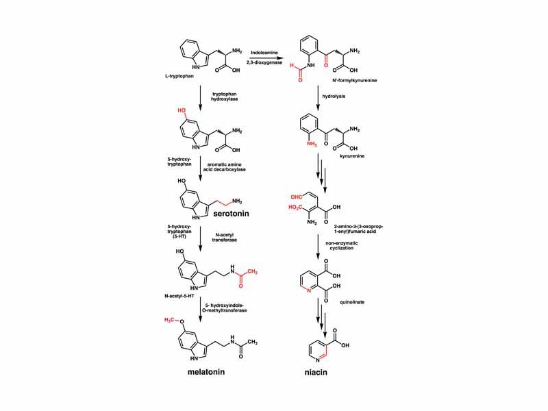 Metabolism of L-tryptophan into serotonin and melatonin (left) and niacin (right). Transformed functional groups after each chemical reaction are highlighted in red.