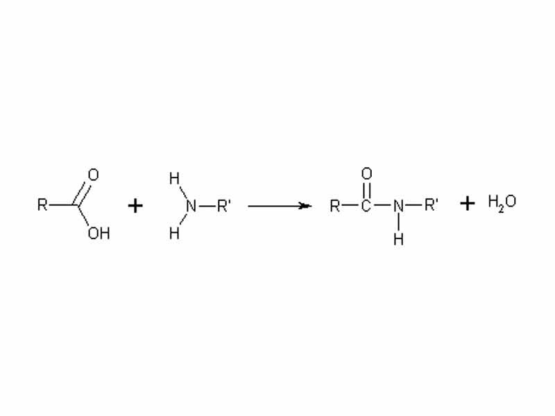Dehydration synthesis (condensation) reaction forming an amide