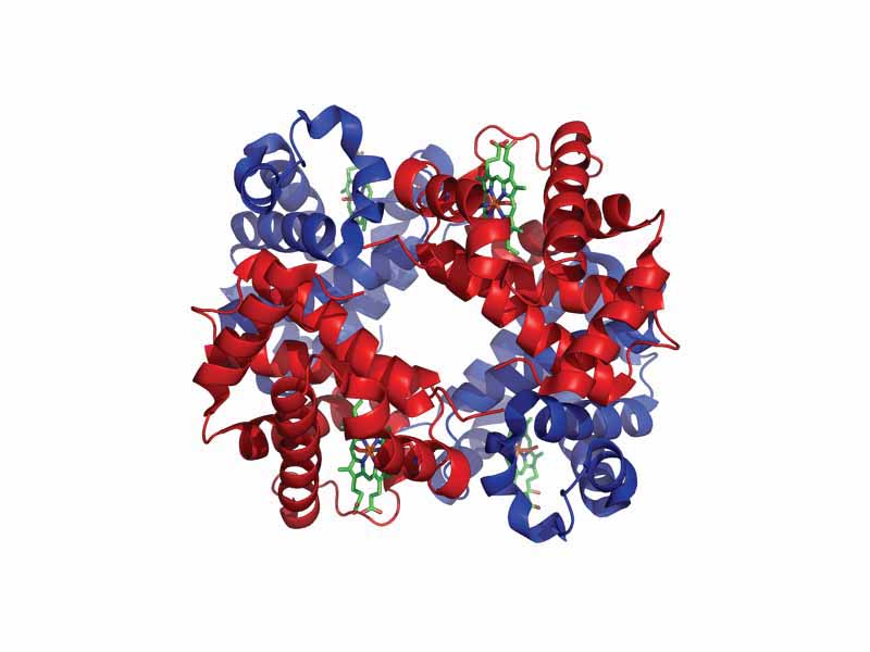 3-dimensional structure of hemoglobin, a globular protein.