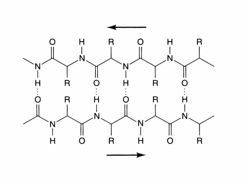 Diagram of ?-pleated sheet with H-bonding between protein strands