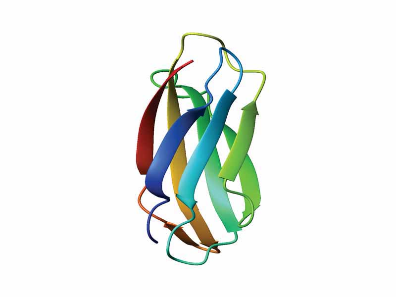 Example of an immunoglobulin domain, the fibronectin type III domain from human tenascin (PDB accession code 1TEN), colored from blue (N-terminus) to red (C-terminus).