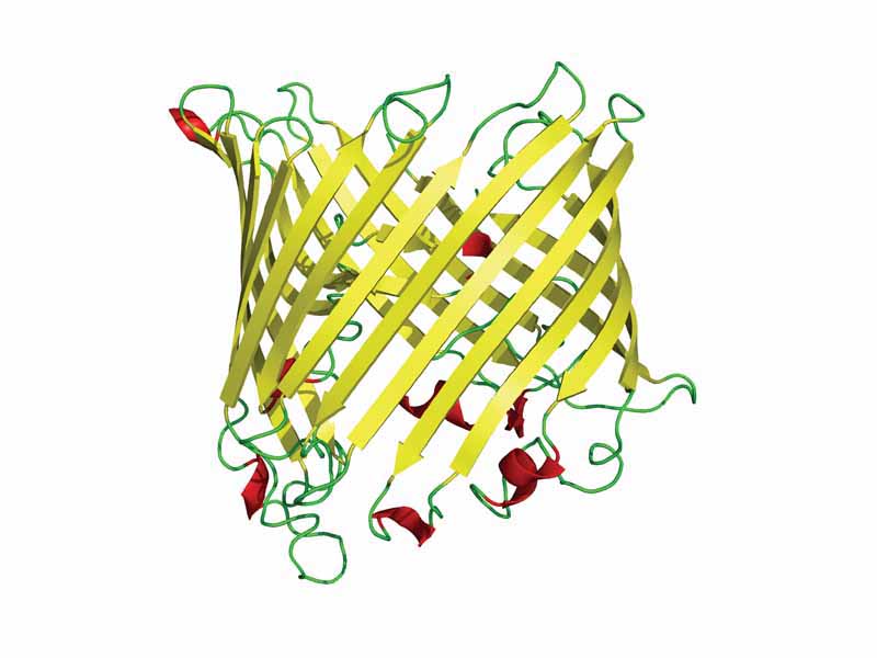 A canonical beta-barrel protein, a sucrose-specific porin from the bacterium Salmonella typhimurium, viewed from the side. Porins are transmembrane proteins with hollow centers through which small molecules can diffuse.