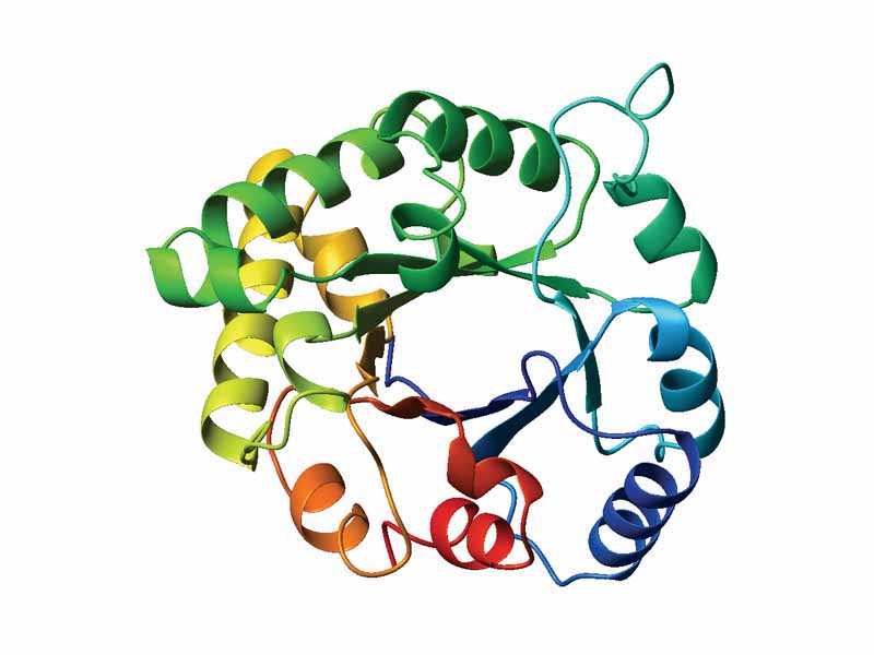 Top view of a triosephosphateisomerase (TIM) barrel (PDB accession code 8TIM), colored from blue (N-terminus) to red (C-terminus).