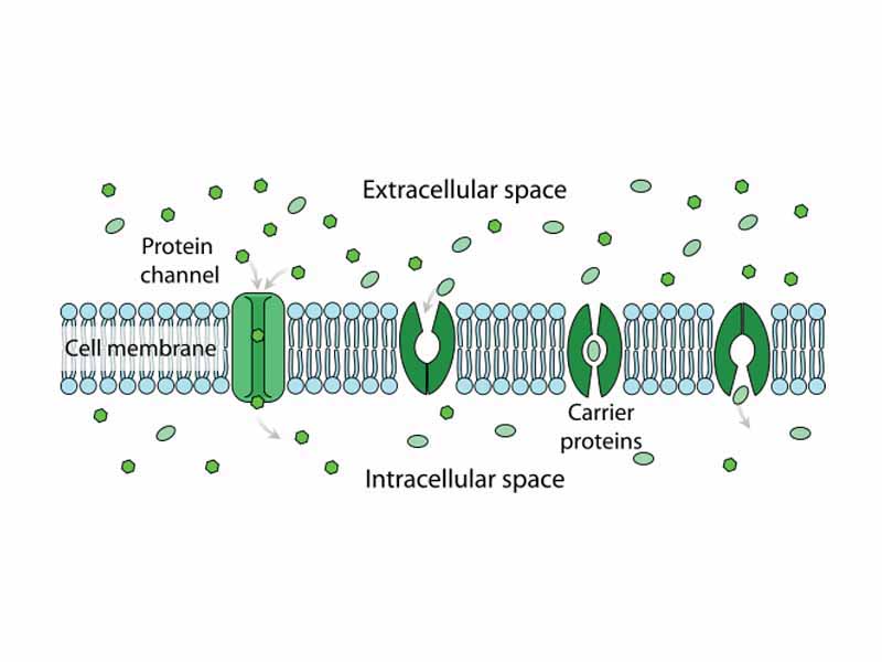 Membrane transport proteins in facilitated diffusion.