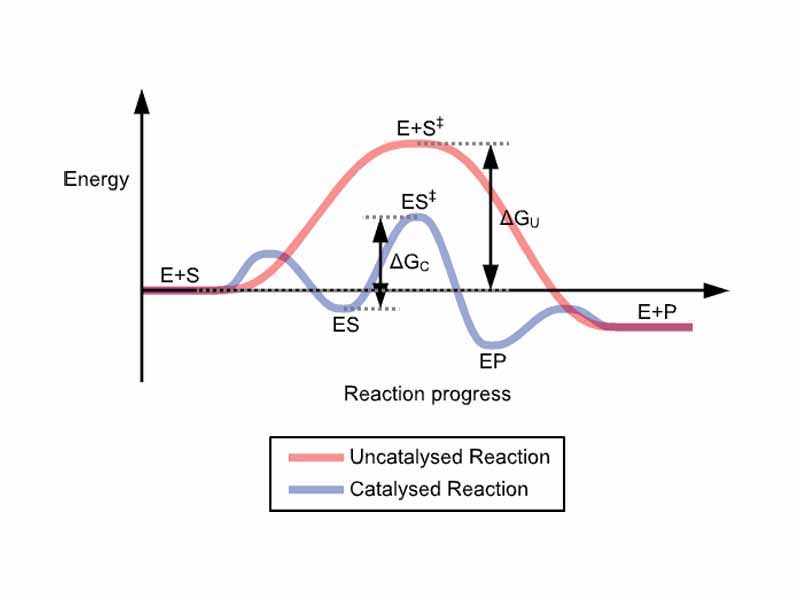 Stabilization of the transition state by an enzyme.