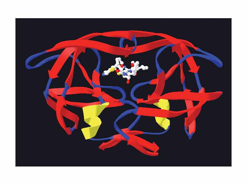 HIV protease in a complex with the protease inhibitor ritonavir. The structure of the protease is shown by the red, blue and yellow ribbons. The inhibitor is shown as the smaller ball-and-stick structure near the centre. Created from PDB 1HXW.