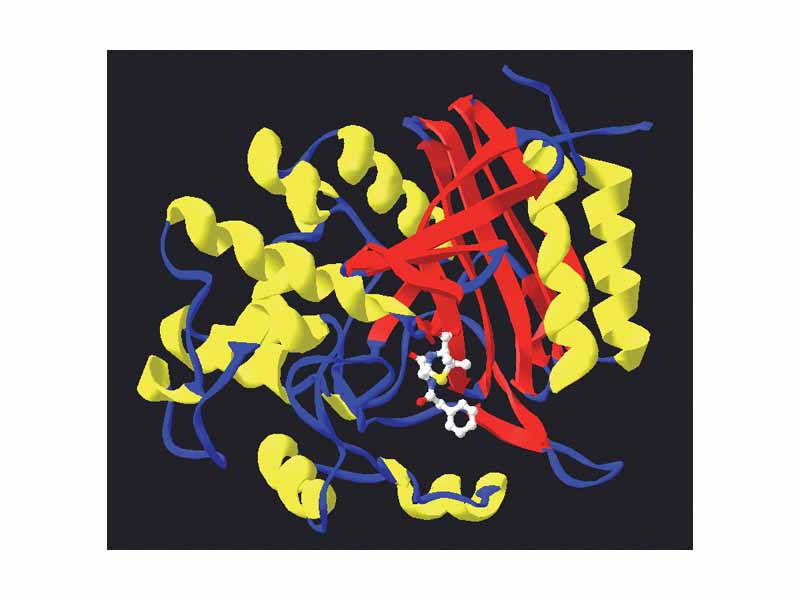 The structure of a complex between penicillin G and the Streptomyces transpeptidase. Generated from PDB 1PWC